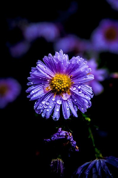 Raindrop by Norbert Sülzner