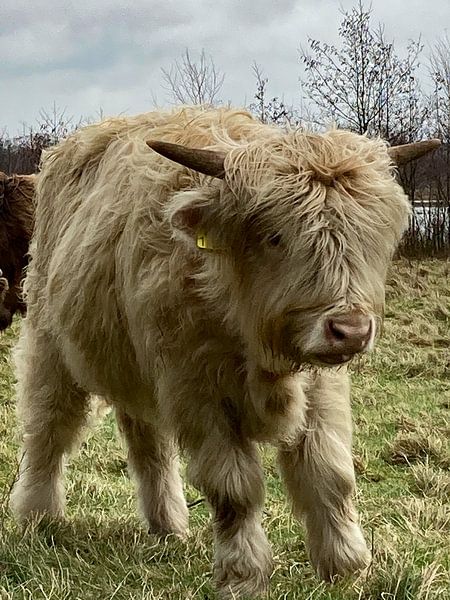 Baby White Scottish Highlander calf by Truckpowerr