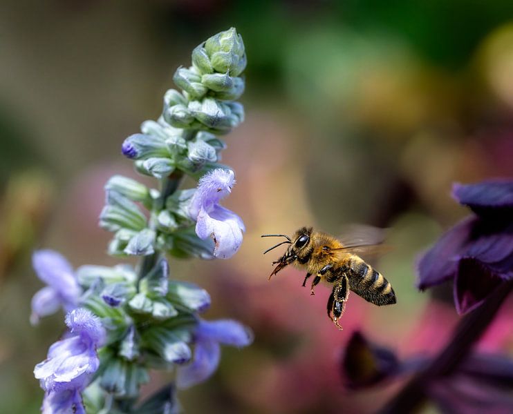 Macro of a bee approaching a sage blossom by ManfredFotos