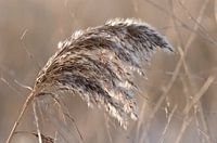 Reedplume