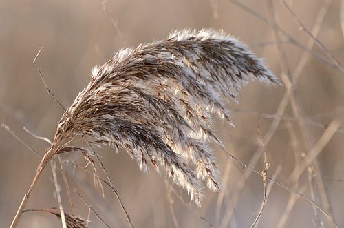Plume de roseau