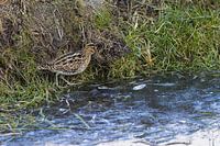 Watersnip op het ijs.