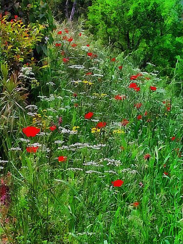 Wilde bloemenpad naar het bos