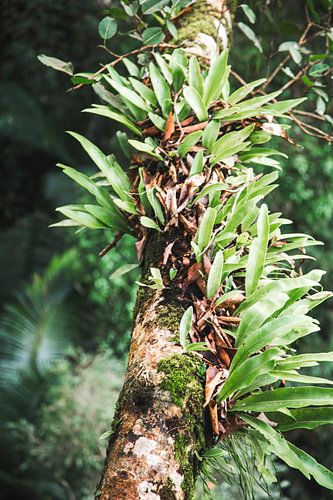 Plante dans la jungle