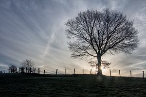 arbre au crépuscule
