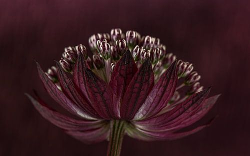 Donker paars Zeeuws knoopje (Astrantia Major) met paarse gemêleerde achtergrond