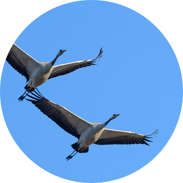 Kraanvogels in de lucht tijdens het migratieseizoen van Sjoerd van der Wal Fotografie