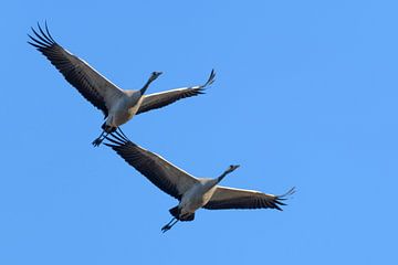 Kraanvogels in de lucht tijdens het migratieseizoen van Sjoerd van der Wal