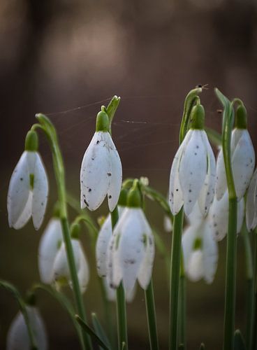 Schneeglöckchen-Gruppe im frühen Frühling