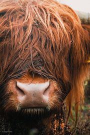 Close-up van een hooglander van Inge Pots