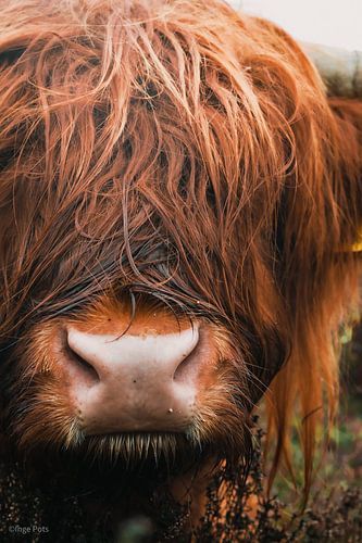 Close-up van een hooglander van Inge Pots