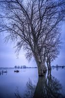 Boom in de rivier met hoogwater