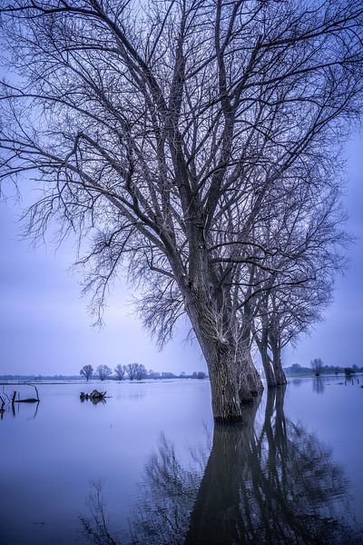Tree in the river at high tide by Ingrid van Sichem