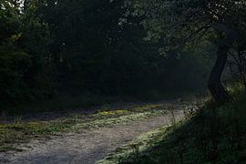 The forest path by Alejandro Vivas