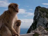 Gibraltar aapje