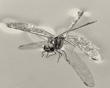 Libelle im See von Detlef Schöler Fotografie