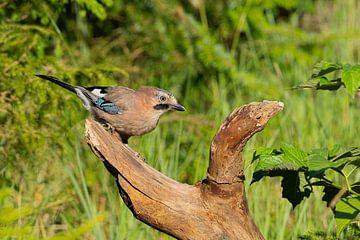 Le geai sur une branche en forme de main. sur Fred van Schaagen