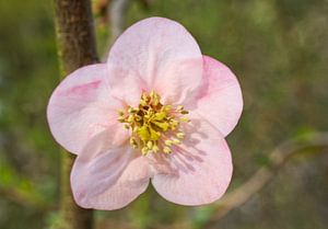Rosa Frühling Quitte Blume auf Grün