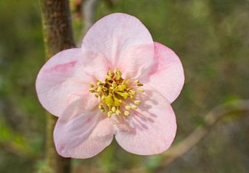 Roze lente kweepeerbloem op groen van Iris Holzer Richardson