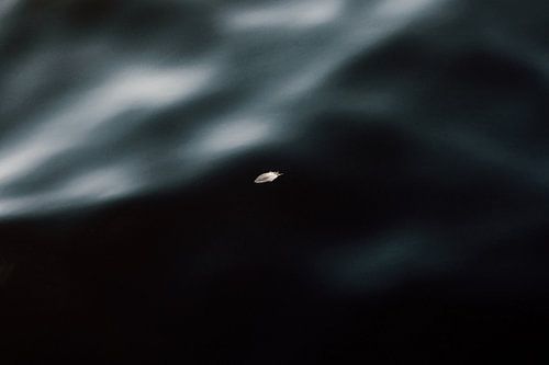 Une plume dans l'eau