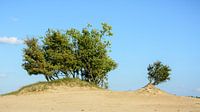Arbres au-dessus du sable flottant dans les dunes de Loonse et de Drunense