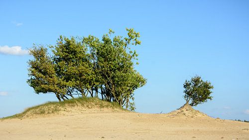 Bomen boven stuifzand in Loonse en Drunense duinen