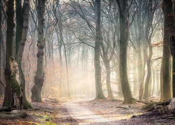 sonnigen Fußweg von Fabrizio Micciche