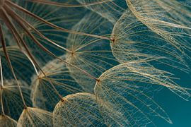Golden brown fluff in the warm light: Eyecatcher from the heart by Marjolijn van den Berg