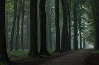 Hoe magisch kan een boslaan zijn van Moetwil en van Dijk - Fotografie thumbnail