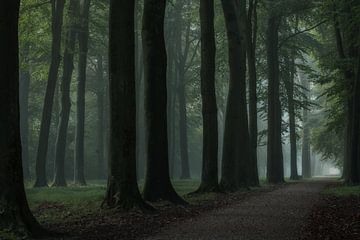 Comment une avenue forestière peut-elle être magique sur Moetwil en van Dijk - Fotografie