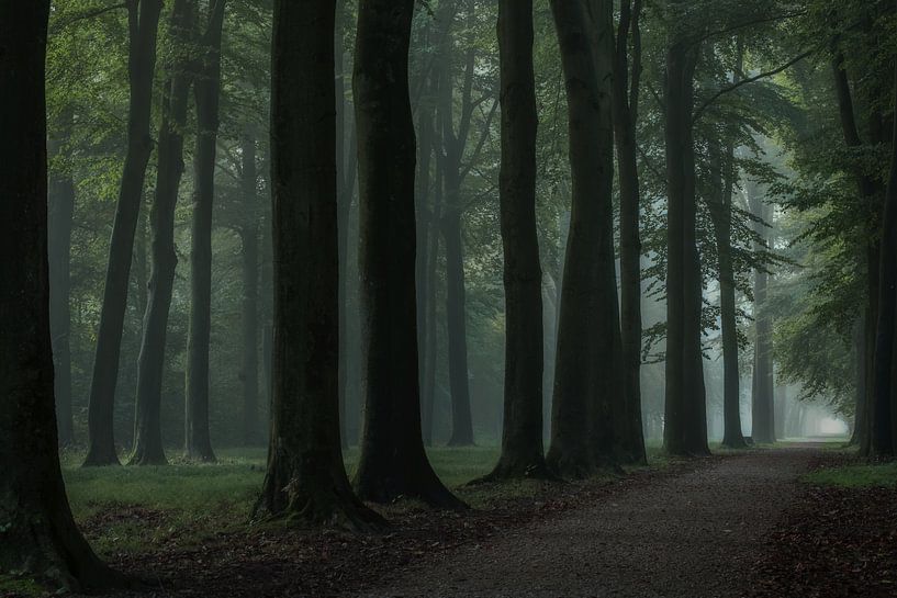 Hoe magisch kan een boslaan zijn van Moetwil en van Dijk - Fotografie