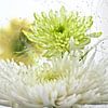 Astra en Gerbera bloemen van Marianna Pobedimova