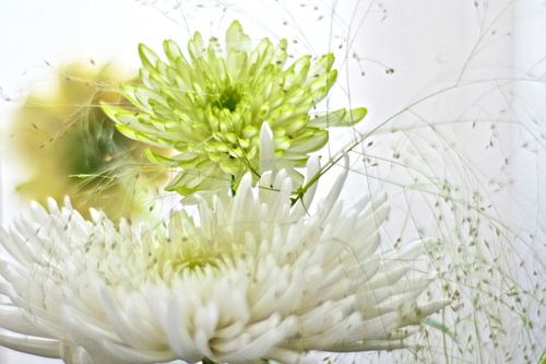 Fleurs d'astra et de gerbera