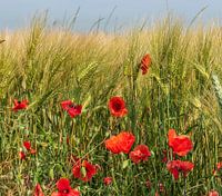 Coquelicots