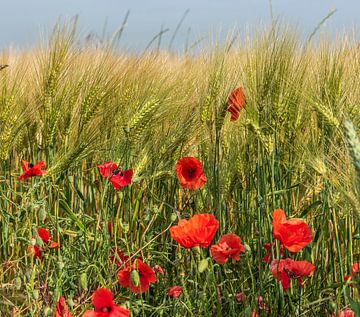 Zomer! van Evelien Heuts-Flachs