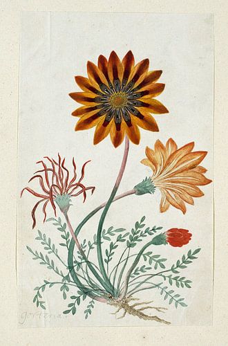 Gorteria diffusa, Robert Jacob Gordon