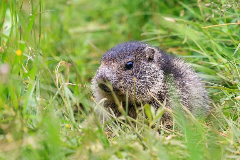 Alpenmarmot in Zwitserland by Dennis van de Water