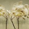 Doppelte Schönheit. Orchideen. von Alie Ekkelenkamp