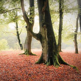 Stay grounded, connect with your roots van Ingeborg Ruyken