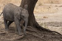 Babyolifantje Tanzania