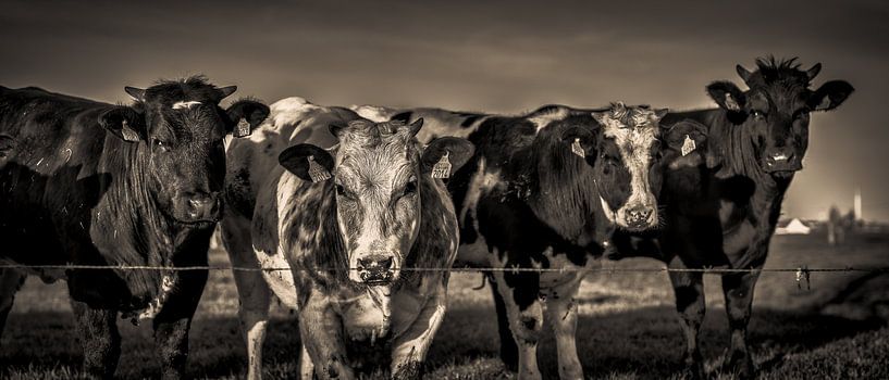 Curious cows by Rik Verslype