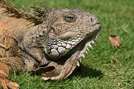 Sunbathing green iguana by Frank Heinen thumbnail