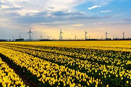 Tulpenfeld in den Niederlanden von Irina Hoek