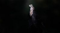 Havik in het Licht