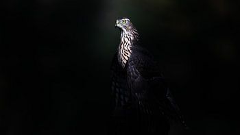 Faucon dans la lumière