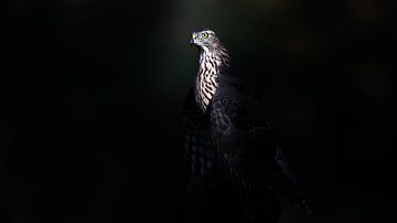 Der Falke im Licht von Alex Pansier