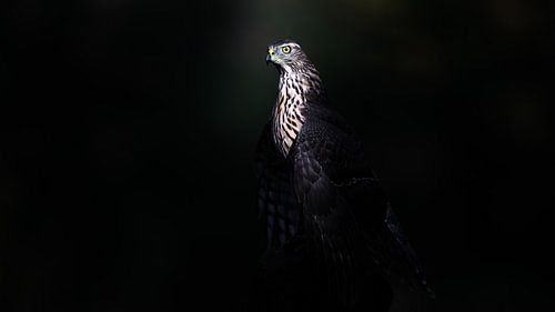 Faucon dans la lumière