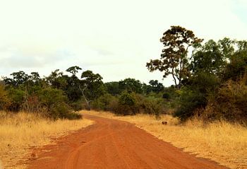 Rode weg middenin het Kruger park, Zuid Afrika