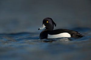 Reiherente ( Aythya fuligula ) im Prachtkleid, leuchtend gelbe Augen schwimmt in dunkelblauem, kalte
