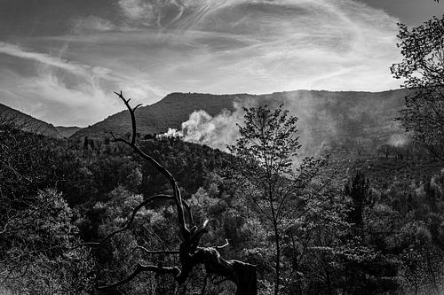 BNW Nature Forest Haze Italie